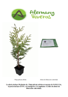 oferta 50 thuja zebrina 300926